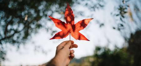 БЕЗКОШТОВНИЙ ВЕБІНАР: Освіта в Канаді під час та після карантину [21 травня 2020 року]